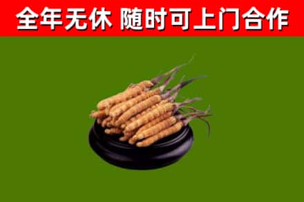襄城烟酒回收冬虫夏草.jpg